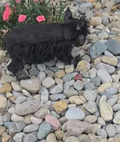 Sally, a female Miniature Schnauzer for sale in Linton, IN – 2 of 4