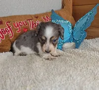 Poppy's boy # 2, a male Miniature Dachshund for sale in Linton, IN – 3 of 3
