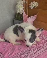 Peaches, a female Chihuahua for sale in Linton, IN – 2 of 6