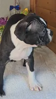 Baxter, a male Boston Terrier for sale in Linton, IN – 4 of 6