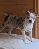 Brianna/make offer, a female Boston Terrier for sale in Linton, IN – 2 of 6