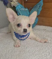 Peanut, a male Chihuahua for sale in Linton, IN – 3 of 3
