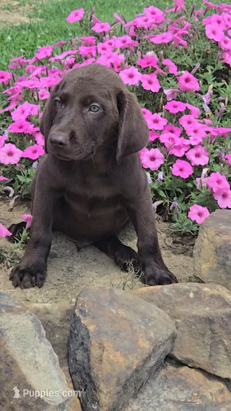 Levi – Labrador Retriever puppy for sale in Jasonville, IN