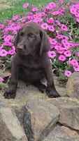 Levi, a male Labrador Retriever for sale in Jasonville, IN – 1 of 6