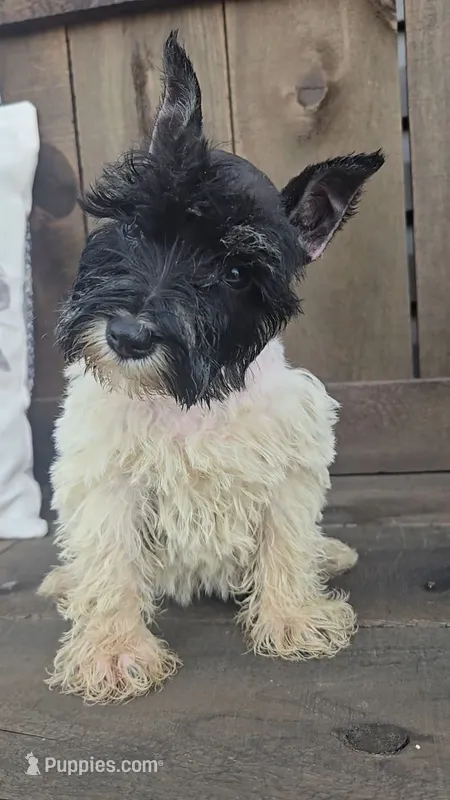 Salina – Miniature Schnauzer puppy for sale in Linton, IN