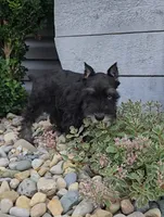 Snickers/MAKE AN OFFER, a male Miniature Schnauzer for sale in Linton, IN – 5 of 10