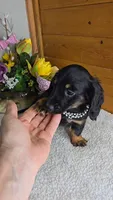Callie's girl # 1, a female Miniature Dachshund for sale in Linton, IN – 4 of 7