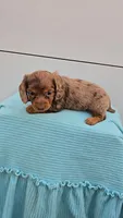 Choc Dapple Girl, a female Miniature Dachshund for sale in Linton, IN – Photo 1 of 8