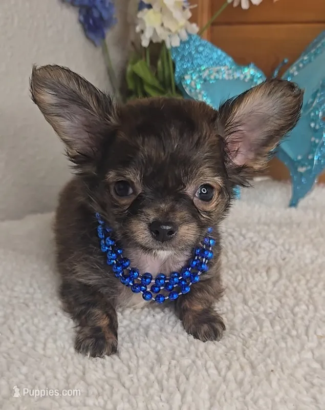 Pecan – Chihuahua puppy for sale in Linton, IN