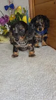 Mia's Boy # 2, a male Miniature Dachshund for sale in Linton, IN – 2 of 5