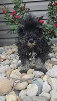 Scotty, a male Miniature Schnauzer for sale in Linton, IN – 5 of 6