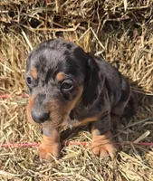 Blue Dapple Boy Short Hair, a male Miniature Dachshund for sale in Linton, IN – Photo 3 of 5