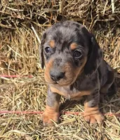 Blue Dapple Boy Short Hair, a male Miniature Dachshund for sale in Linton, IN – Photo 4 of 5