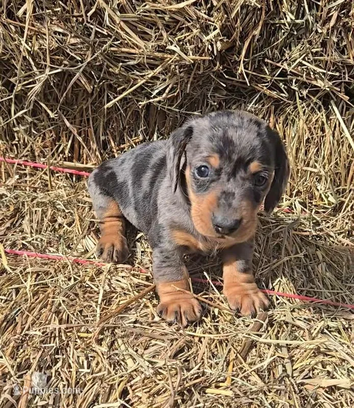 Blue Dapple Boy Short Hair – Miniature Dachshund puppy for sale in Linton, IN
