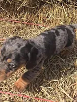 Blue Dapple Boy Short Hair, a male Miniature Dachshund for sale in Linton, IN – Photo 5 of 5