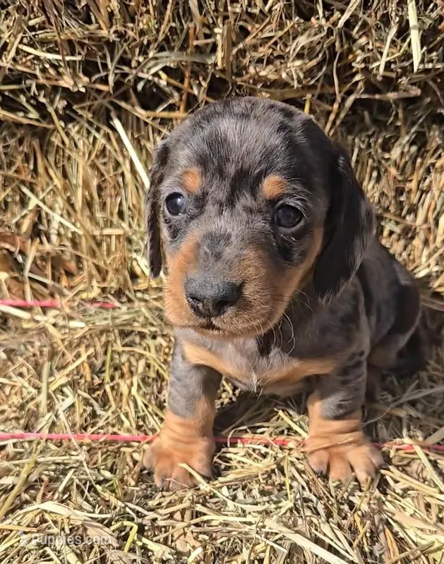 Blue Dapple Boy Short Hair – Miniature Dachshund puppy for sale in Linton, IN