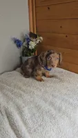 Callie's boy # 1, a male Miniature Dachshund for sale in Linton, IN – 6 of 6