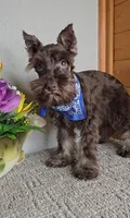 Cocoa, a male Miniature Schnauzer for sale in Linton, IN – Photo 6 of 8