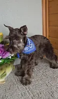 Cocoa, a male Miniature Schnauzer for sale in Linton, IN – Photo 4 of 8
