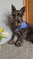 Cocoa, a male Miniature Schnauzer for sale in Linton, IN – Photo 8 of 8