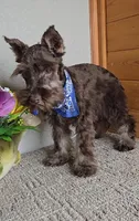Cocoa, a male Miniature Schnauzer for sale in Linton, IN – Photo 3 of 8