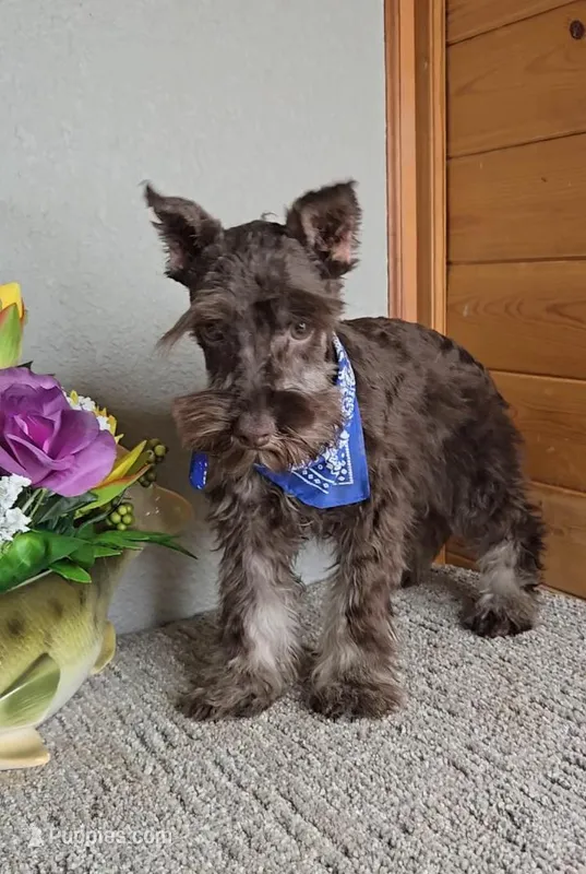 Cocoa, a male Miniature Schnauzer for sale in Linton, IN – Photo 1 of 8