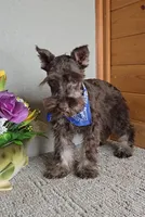 Cocoa, a male Miniature Schnauzer for sale in Linton, IN – Photo 1 of 8