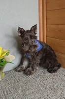 Cocoa, a male Miniature Schnauzer for sale in Linton, IN – Photo 5 of 8