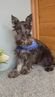 Cocoa, a male Miniature Schnauzer for sale in Linton, IN – Photo 7 of 8