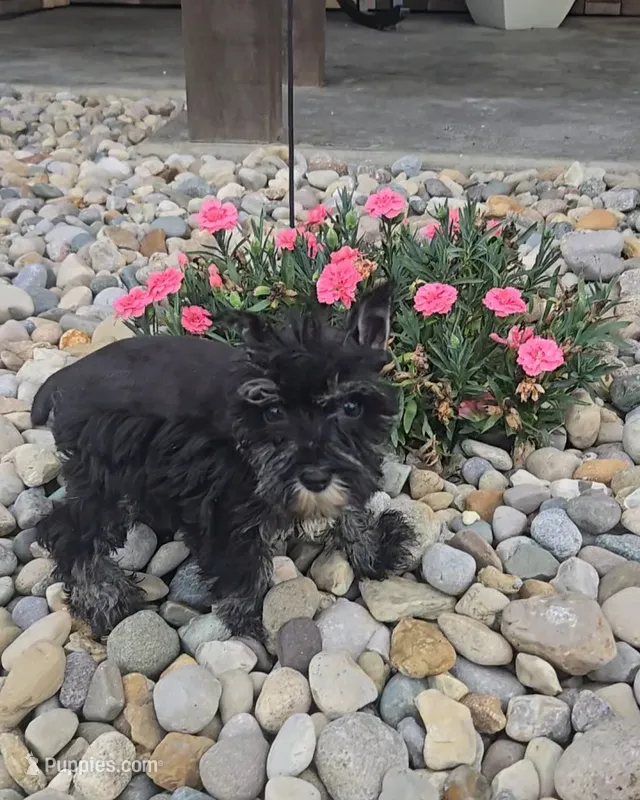 Sally – Miniature Schnauzer puppy for sale in Linton, IN