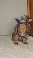 Callie's boy # 1, a male Miniature Dachshund for sale in Linton, IN – 4 of 6