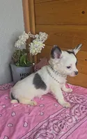 Peaches, a female Chihuahua for sale in Linton, IN – 6 of 6