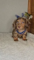 Callie's boy # 1, a male Miniature Dachshund for sale in Linton, IN – 1 of 6