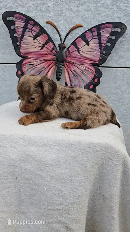Choc Dapple Girl Long Hair – Miniature Dachshund puppy for sale in Linton, IN