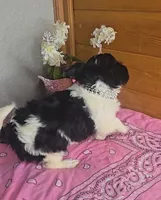 Poppy, a female Chihuahua for sale in Linton, IN – 4 of 4