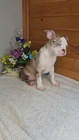 Bryant, a male Boston Terrier for sale in Linton, IN – 2 of 7