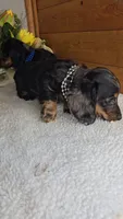 Mia's Boy # 2, a male Miniature Dachshund for sale in Linton, IN – 3 of 5
