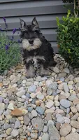 Solo / MAKE AN OFFER, a male Miniature Schnauzer for sale in Linton, IN – 4 of 6