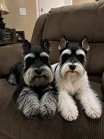 Sally, a female Miniature Schnauzer for sale in Jasonville, IN – 5 of 5