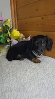 Callie's girl # 1, a female Miniature Dachshund for sale in Linton, IN – 2 of 7