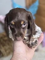 Sandy's girl # 3/Please call, a female Miniature Dachshund for sale in Jasonville, IN – 7 of 7