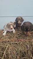 Tracy's Girl # 1, a female Miniature Dachshund for sale in Jasonville, IN – 2 of 2