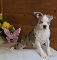 Brianna/make offer, a female Boston Terrier for sale in Linton, IN – 5 of 6
