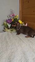 Callie's girl # 2, a female Miniature Dachshund for sale in Linton, IN – 2 of 7
