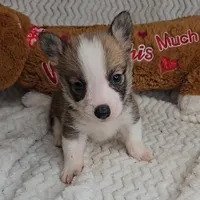 Pepsi's pup/sale pending, a female Pembroke Welsh Corgi for sale in Linton, IN – Photo 1 of 8