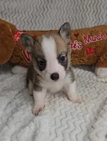 Pepsi's pup, a female Pembroke Welsh Corgi for sale in Linton, IN – Photo 1 of 8