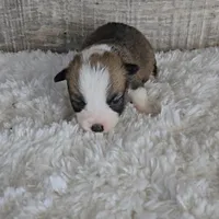 Pepsi's pup/sale pending, a female Pembroke Welsh Corgi for sale in Linton, IN – Photo 5 of 8