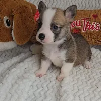 Pepsi's pup/sale pending, a female Pembroke Welsh Corgi for sale in Linton, IN – Photo 2 of 8