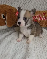 Pepsi's pup, a female Pembroke Welsh Corgi for sale in Linton, IN – Photo 2 of 8
