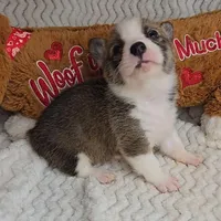 Pepsi's pup/sale pending, a female Pembroke Welsh Corgi for sale in Linton, IN – Photo 4 of 8